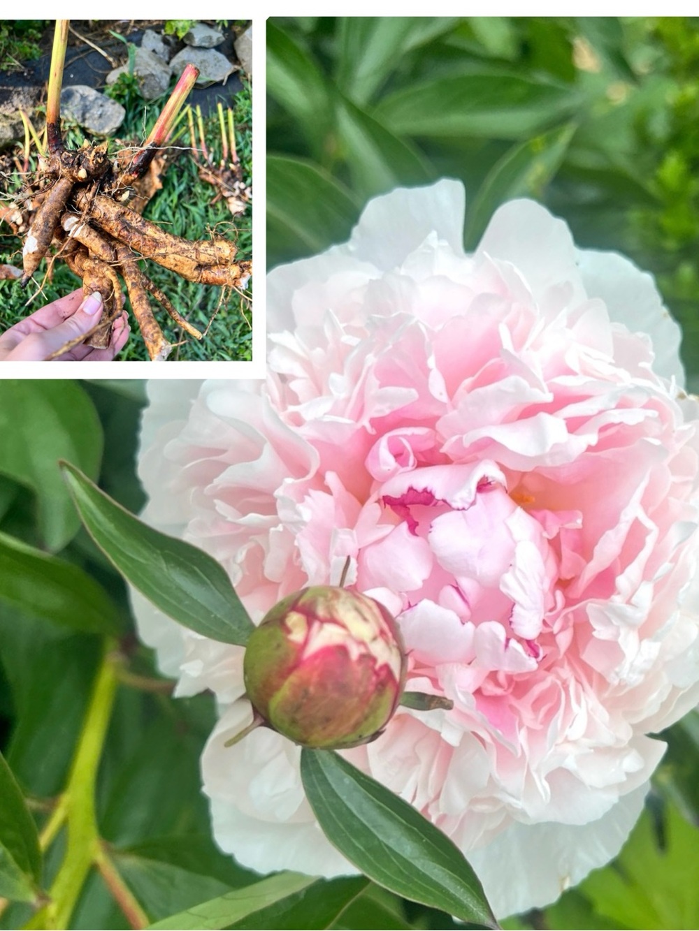 Shirley Temple Peony Large root division